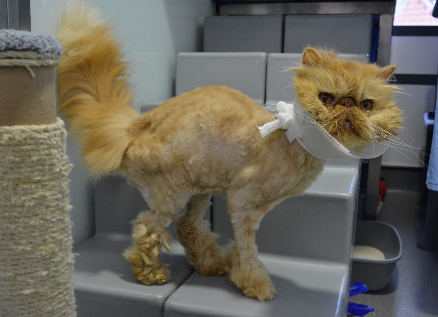 Therapeutic Grooming For A Cat