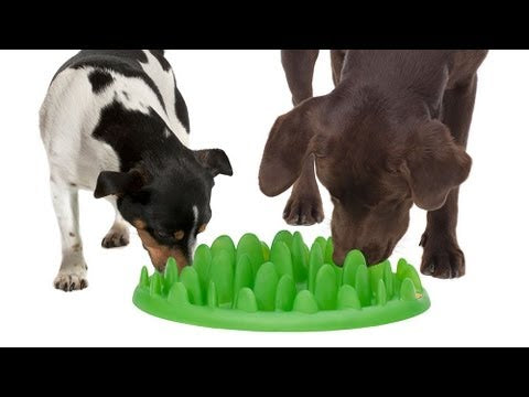 Green Dog Slow Feeder