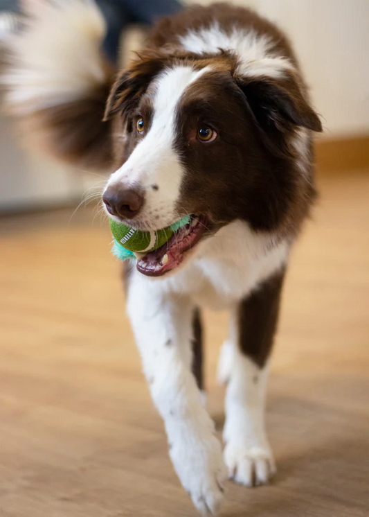 Unleash the Fun with These Innovative Battersea Dog Toys