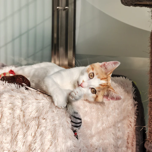 Purrfect Playtime: A Cat Toy and Treat Pack