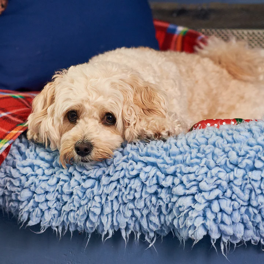 The Best Sleeping Spot for Dogs, According to Experts