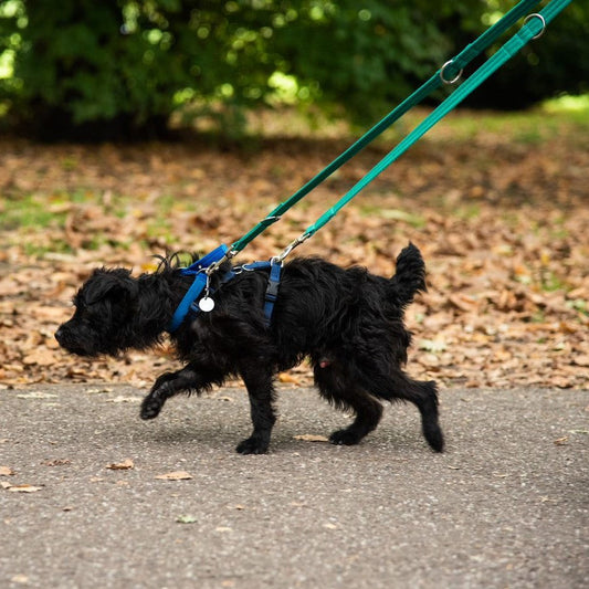 Double Ended Training Dog Leads
