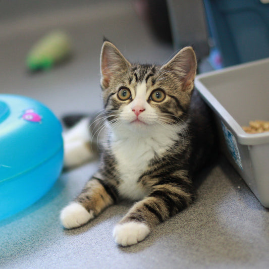 Essential Welcome Kit For A Cat