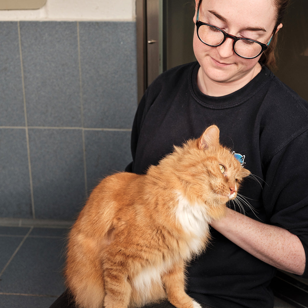 Essential Welcome Kit For A Cat