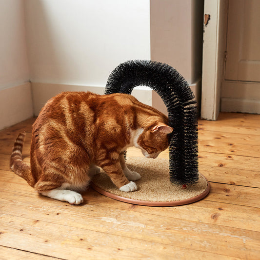 Therapeutic Grooming For A Cat