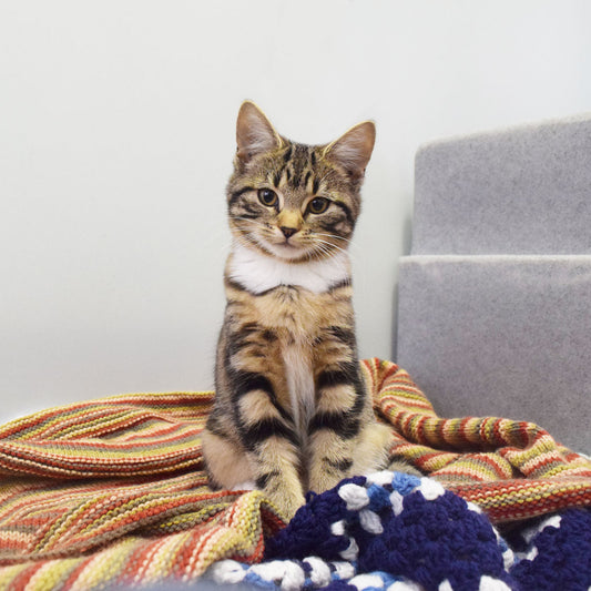 Wellbeing Kit For A Cat