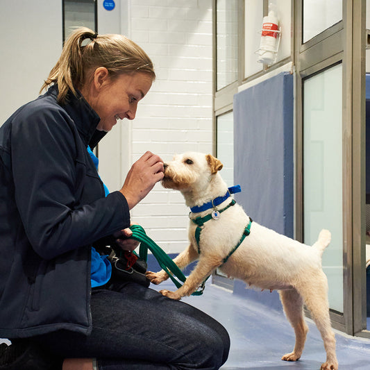 Treat & Toy Pack For A Dog